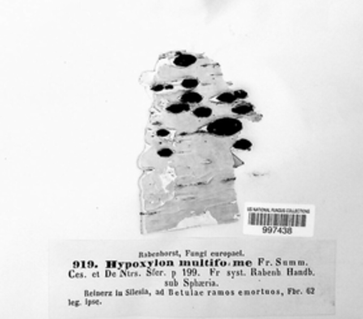 Jackrogersella image